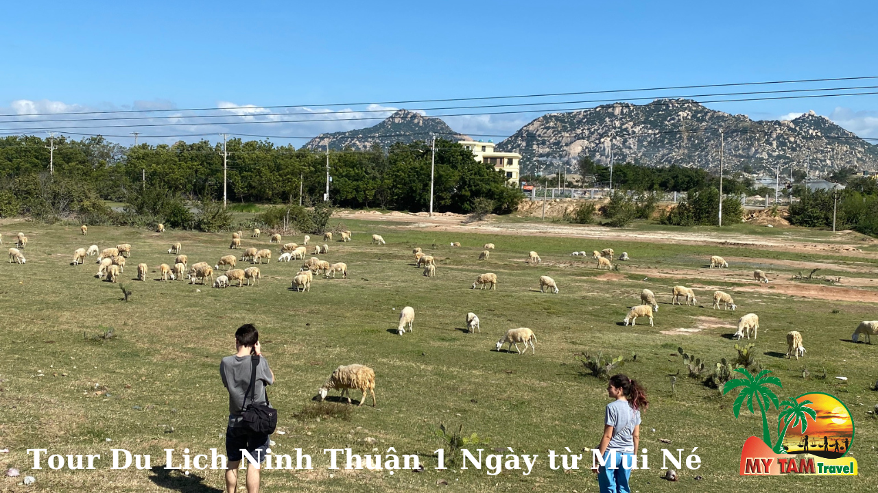 tour-ninh-thuan-1-day-tu-mui-ne (10).png (1.76 MB)