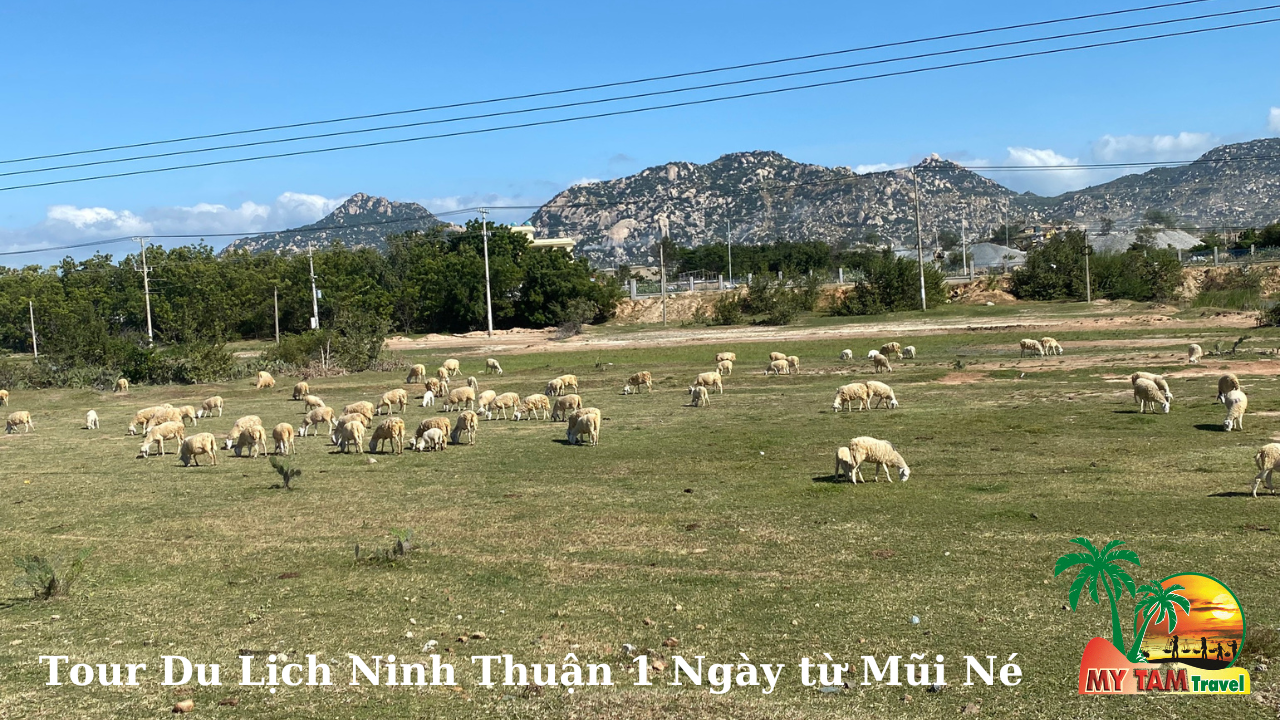 tour-ninh-thuan-1-day-tu-mui-ne (7).png (1.82 MB)